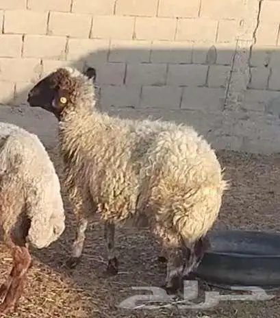 نعجة فاخرة 7