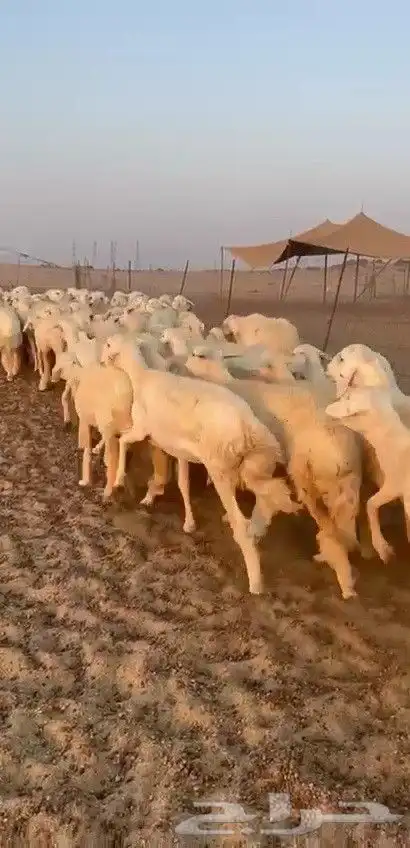 اعرض لكم يوم عرض مميز لمحبيين الحريات الرخال طائفي ة 80 0