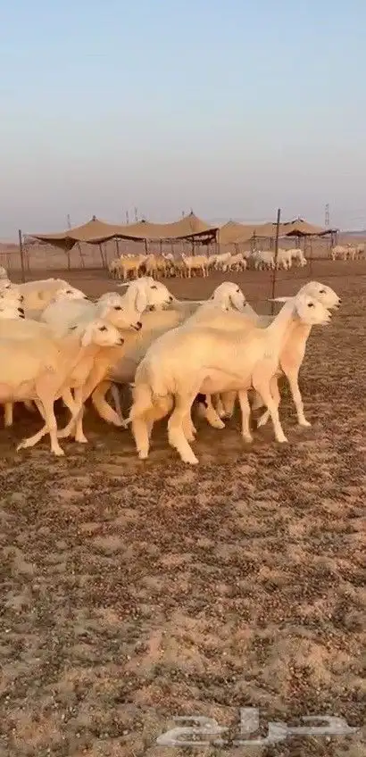 اعرض لكم يوم عرض مميز لمحبيين الحريات الرخال طائفي ة 80 1