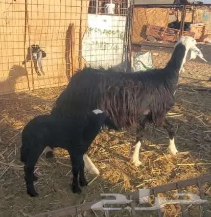 خروف نجدي ونعجة نجدية تحتها خروف 6