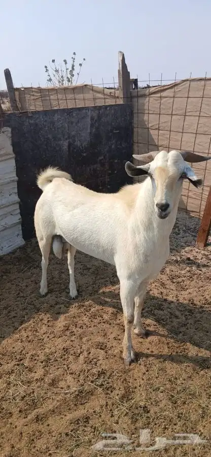 تيس فحل ورفيديه يتبعها طلي 18