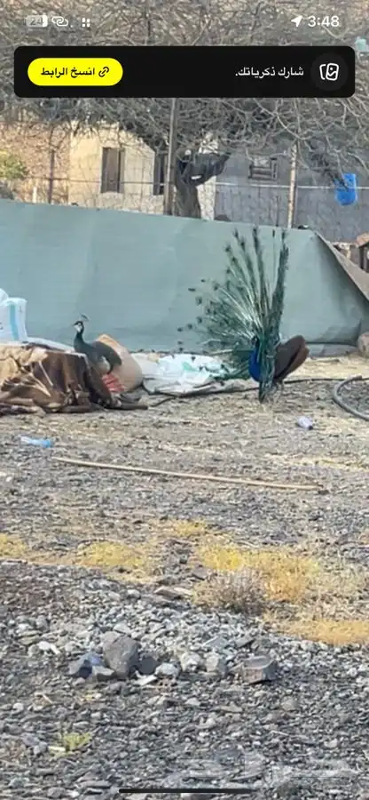 زوج طاووس منتج 2