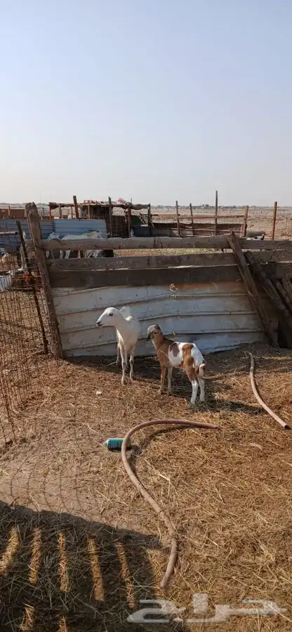 تيس فحل ورفيديه يتبعها طلي 1