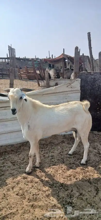 تيس فحل ورفيديه يتبعها طلي 14