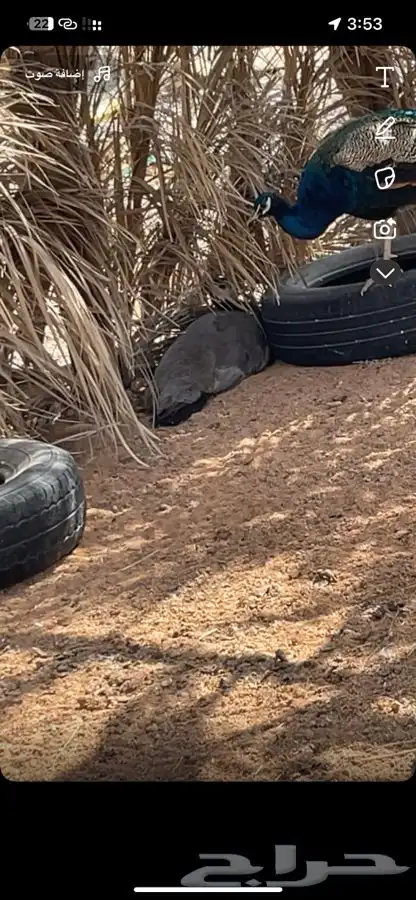 زوج طاووس منتج 3