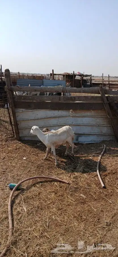 تيس فحل ورفيديه يتبعها طلي 3