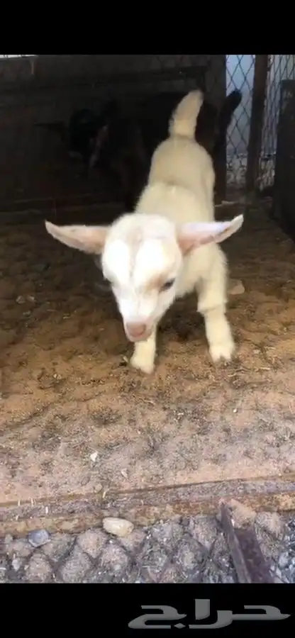 ماعز قزم 1