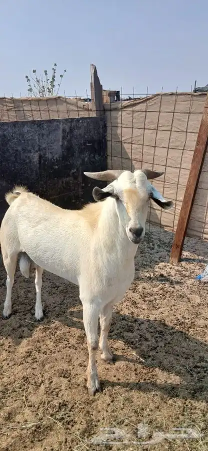 تيس فحل ورفيديه يتبعها طلي 16