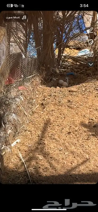 زوج طاووس منتج 4