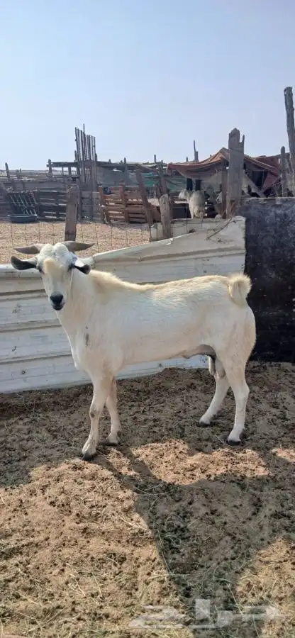 تيس فحل ورفيديه يتبعها طلي 15