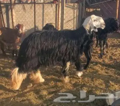 خروف نجدي ونعجة نجدية تحتها خروف 3