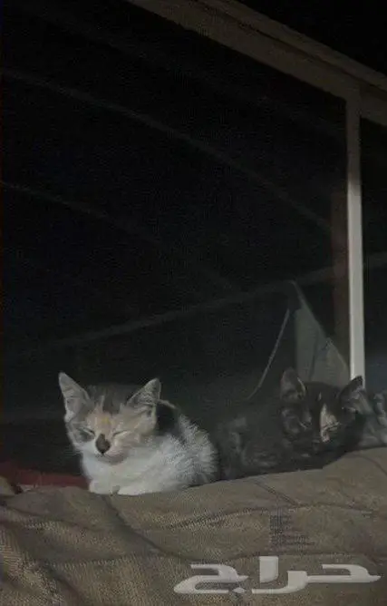 قطتين صغار عمرهم شهرين للتبني 0