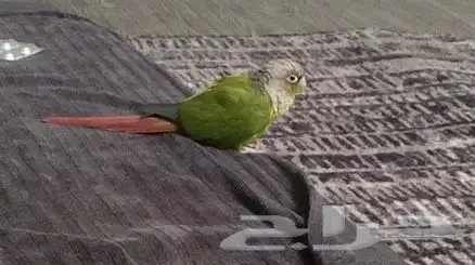 طير كنيور انناس 0