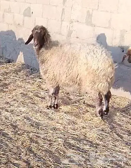 نعجة فاخرة 1