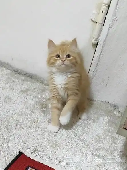 قطة صغيرة اورنج 2