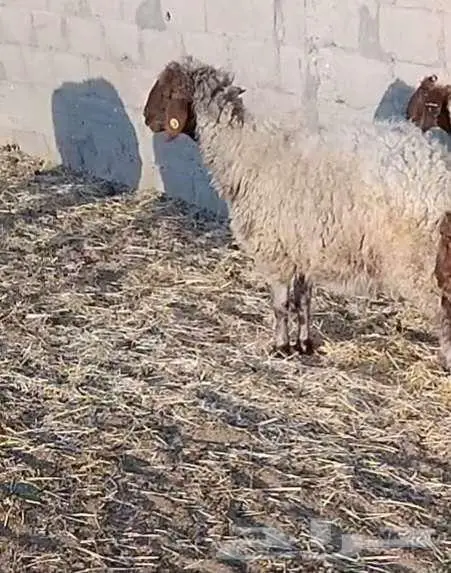 نعجة فاخرة 6