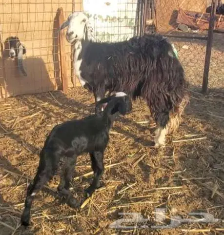 خروف نجدي ونعجة نجدية تحتها خروف 5