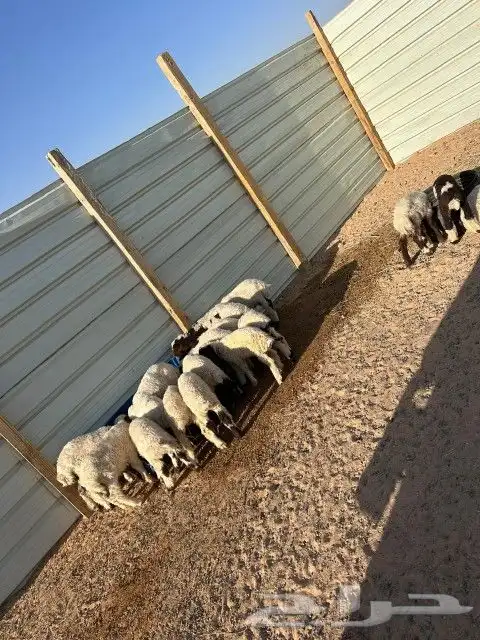 هرافى نعيم العدد 18 فيها( 15 خروف 3 رخال) 3