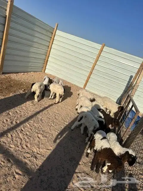 هرافى نعيم العدد 18 فيها( 15 خروف 3 رخال) 1