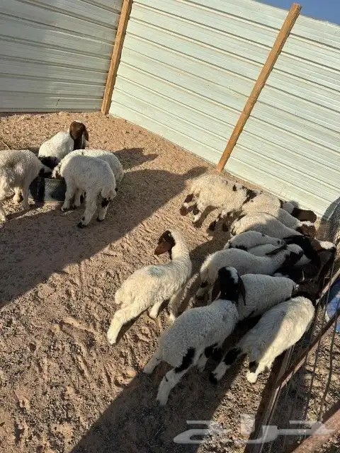 هرافى نعيم العدد 18 فيها( 15 خروف 3 رخال) 10