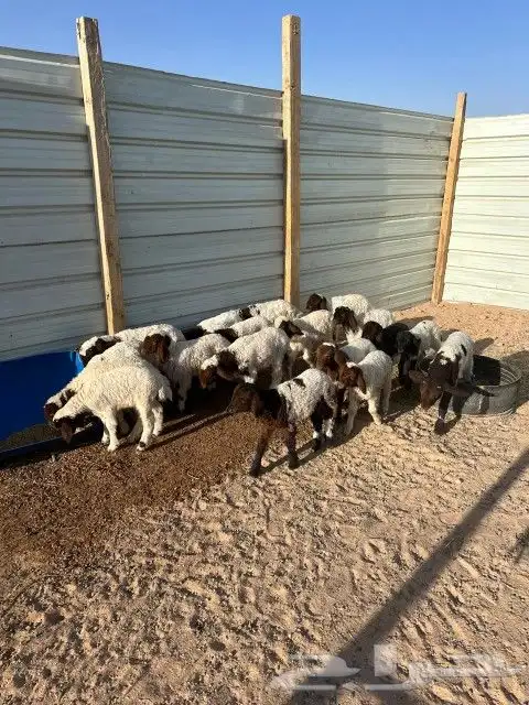 هرافى نعيم العدد 18 فيها( 15 خروف 3 رخال) 12