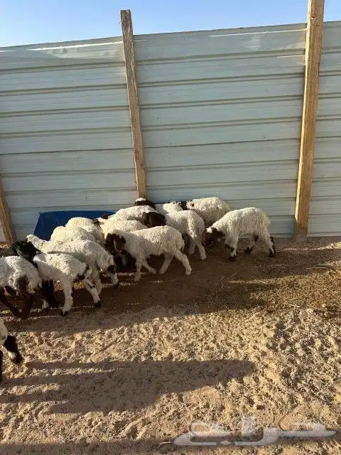 هرافى نعيم العدد 18 فيها( 15 خروف 3 رخال) 9