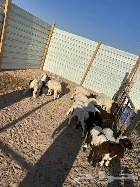 هرافى نعيم العدد 18 فيها( 15 خروف 3 رخال) 2