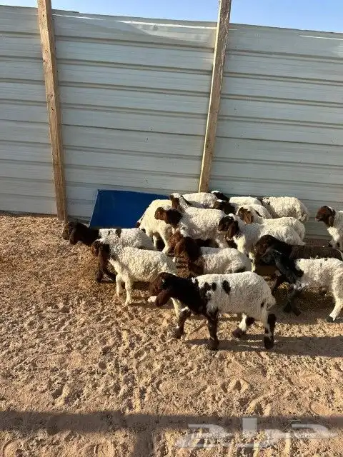 هرافى نعيم العدد 18 فيها( 15 خروف 3 رخال) 6