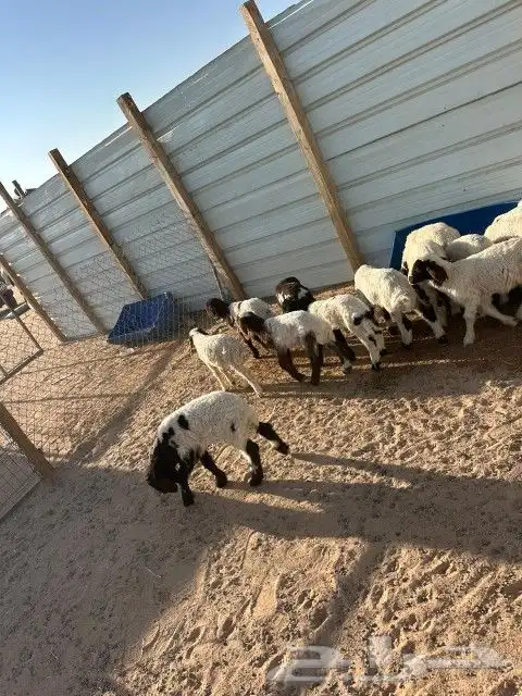 هرافى نعيم العدد 18 فيها( 15 خروف 3 رخال) 8