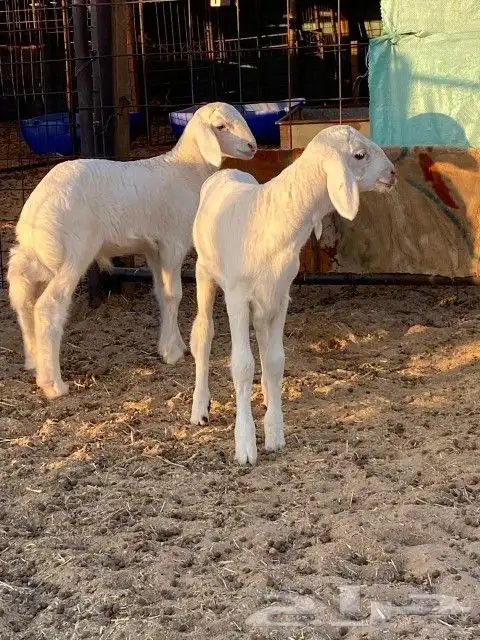 طليان حريات واحد منهن صنف 0