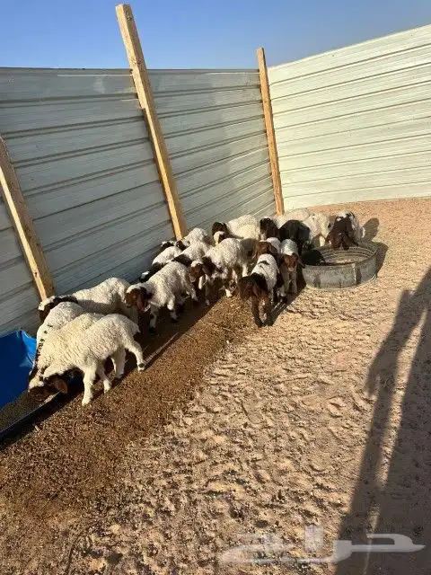 هرافى نعيم العدد 18 فيها( 15 خروف 3 رخال) 13