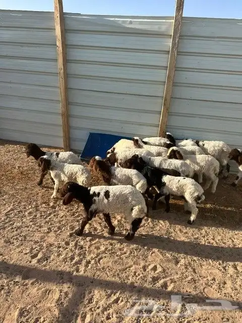 هرافى نعيم العدد 18 فيها( 15 خروف 3 رخال) 11