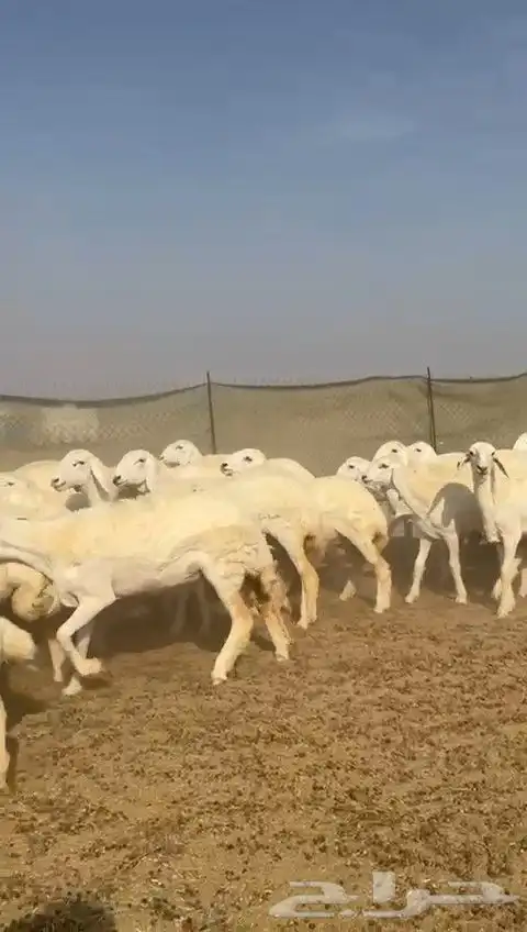 غنم حريات رخال 8