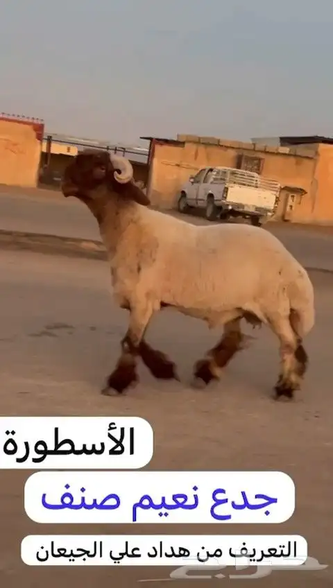 جدعان نعيم صنف للبيع 7