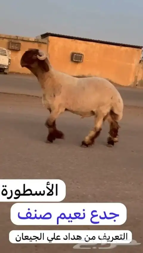 جدعان نعيم صنف للبيع 6