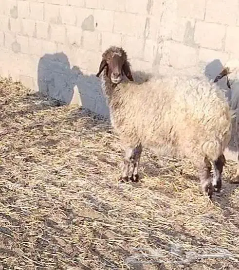 نعجة فاخرة 2