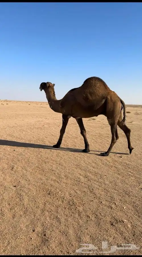 فحل اصفر دبياني 7