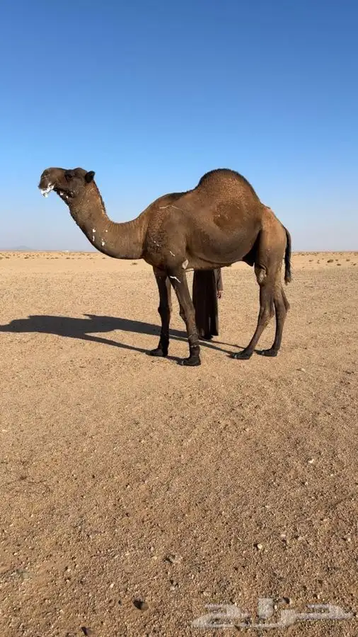 فحل اصفر دبياني 1