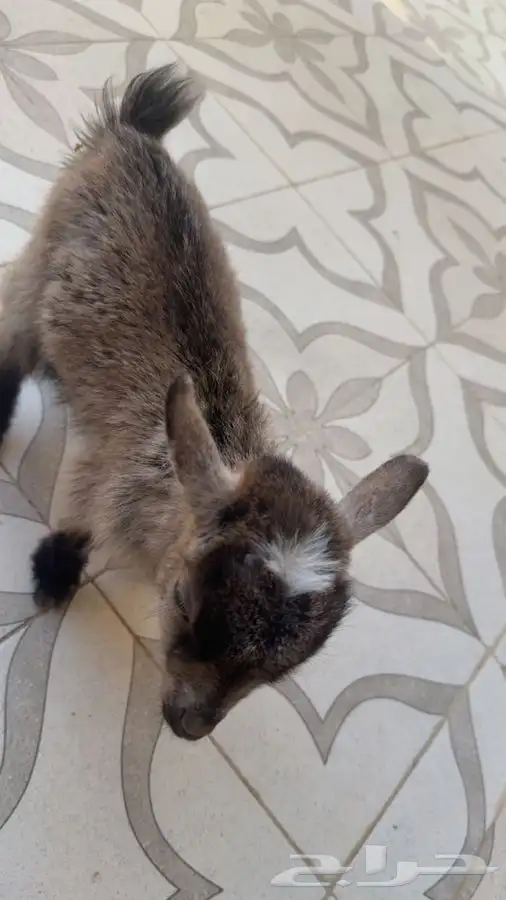 ماعز قزم انثى 0