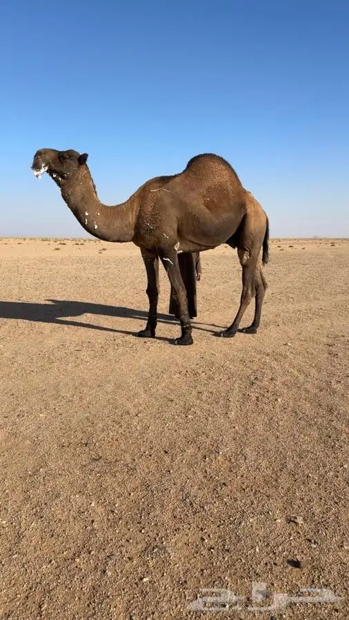 فحل اصفر دبياني 2