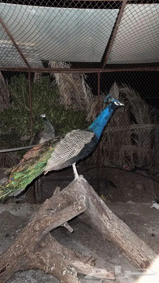 زوج طاووس منتج 0