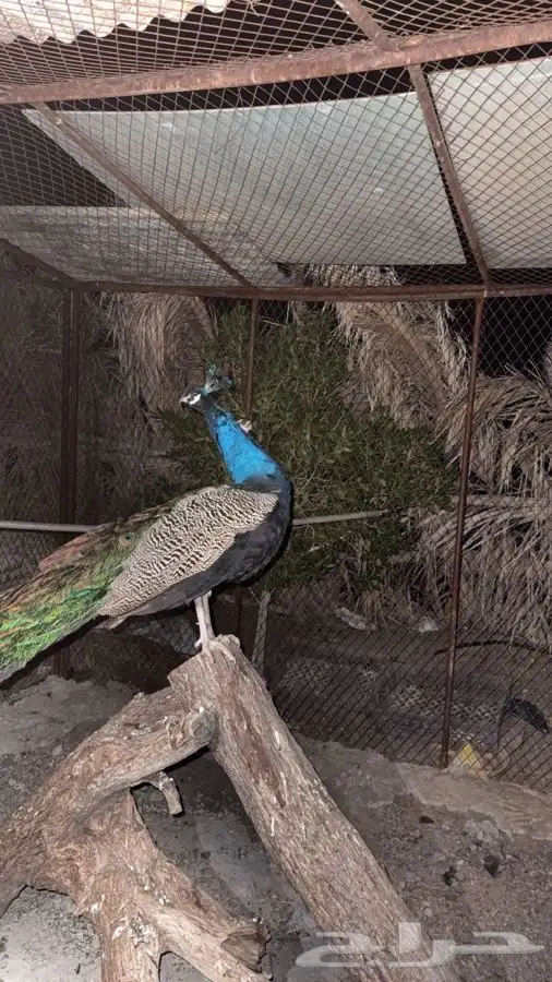 زوج طاووس منتج 1