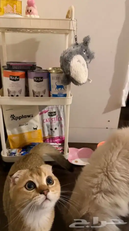 قط ذكر سكوتش للبيع 2