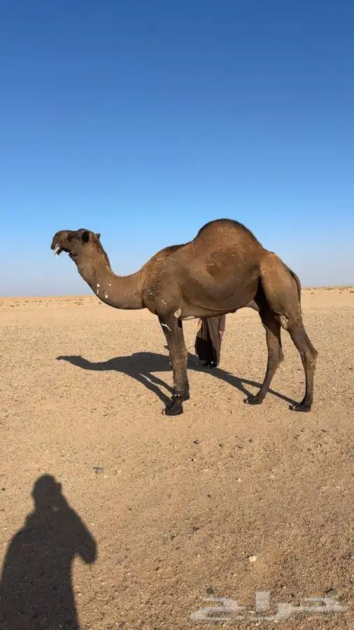 فحل اصفر دبياني 4