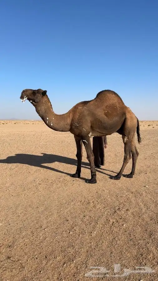 فحل اصفر دبياني 0