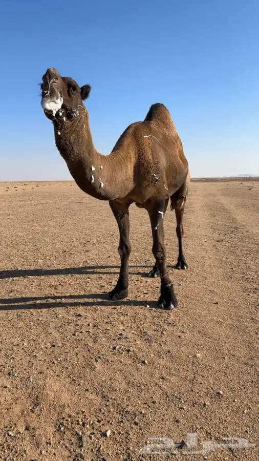 فحل اصفر دبياني 6