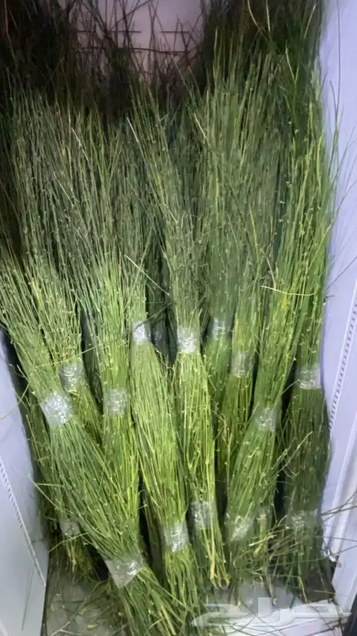 مرخ وسلع طازج من جيزان طريق الثمامه 0