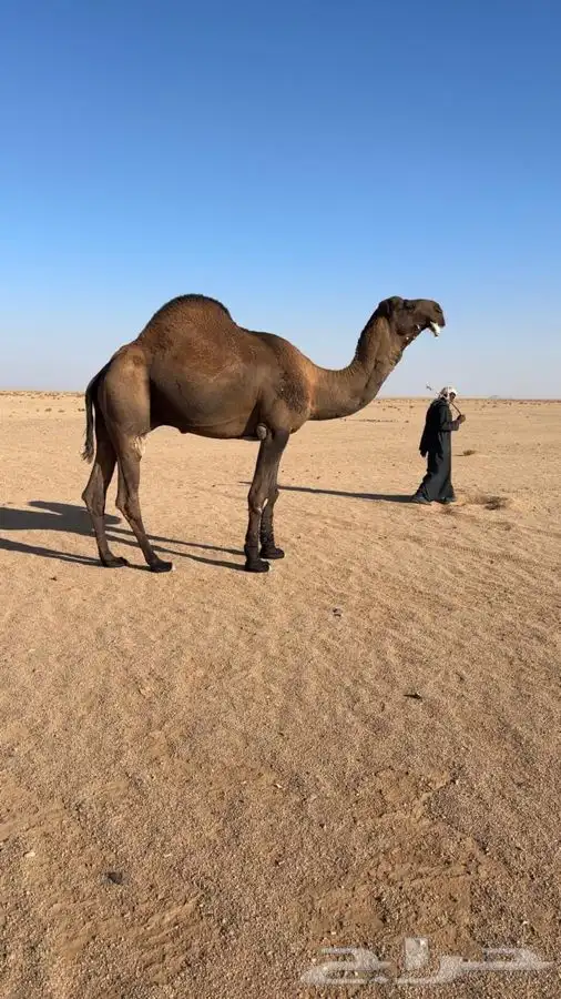 فحل اصفر دبياني 5