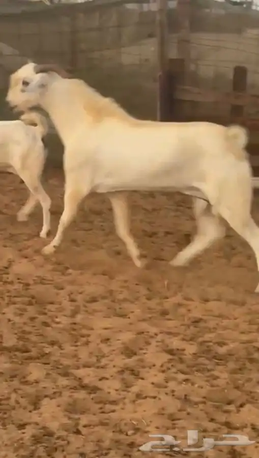 تيس فحل ورفيديه يتبعها طلي 13