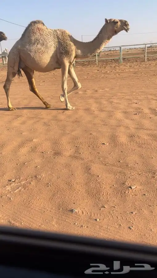 الشقحا الكفو اللقحه الملاقي 0